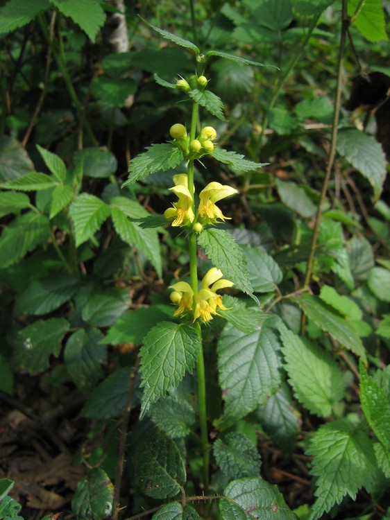 Lamium galeobdolon